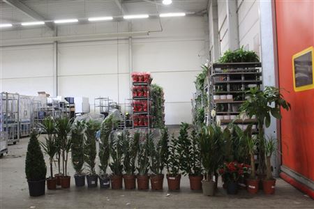 ***aanb** Loss Plant Mix 21stk