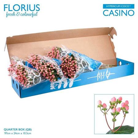 Hyp Coco Casino Pink