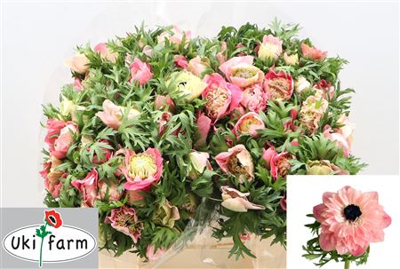 Anem Co Lev R Chiaro