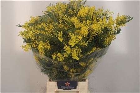 Acacia Baileya Bl Bs