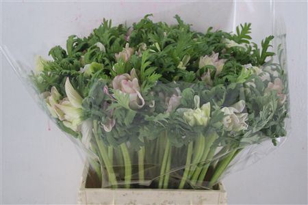 Anem Mistral Edged Pink