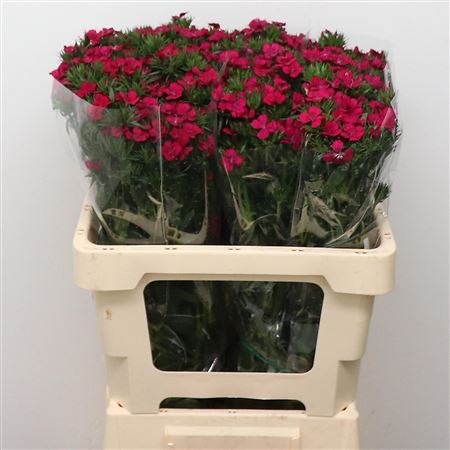 Di Barb Amazon Cherry