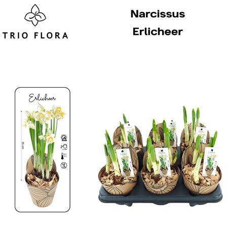 Narcis D Earlicheer