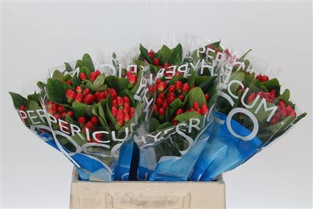 Hypericum Coco Diablo