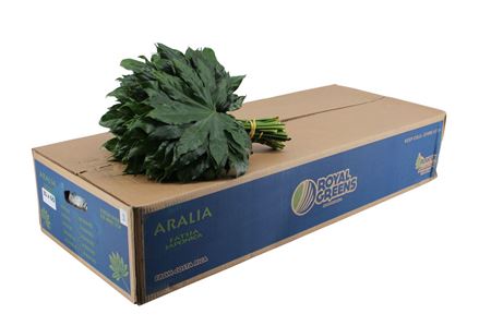 Aralia 35