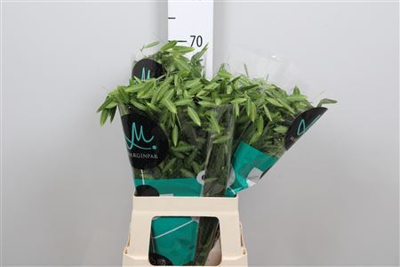 Chasmanth Lat Mantis