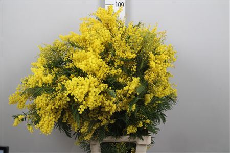 Acacia Mirandol Per Stem Xxl