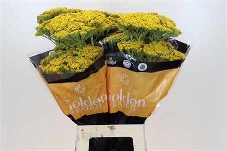 Achillea Golden Prairi