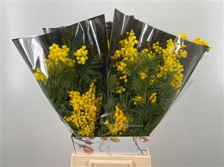 Acacia Baileya Bl Bs