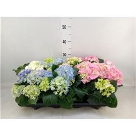 Hydrangea Mac. ... GTW Mixtray 3+ kop
