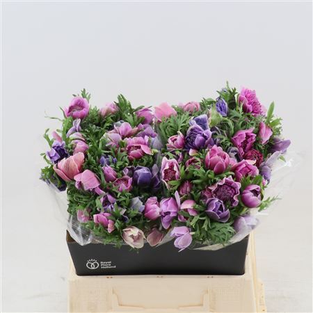 Anemone Fullstar Lilac
