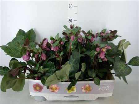 Helleborus 'frostkiss Rhythm Pink' Helleborus Fros