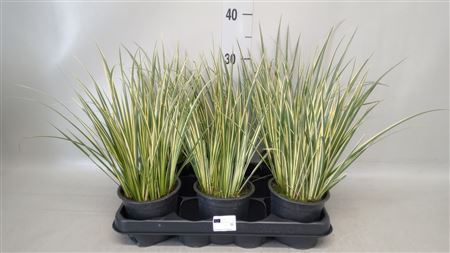 Acorus Gramineus 'aureovariegatus' bont zwaar xxl