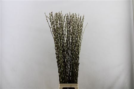 Salix Caprea Snow Flake Premium