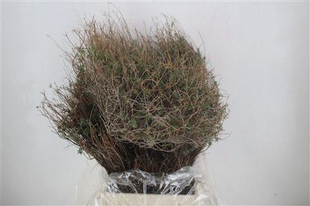 Euph Spinoza Long 500gr P Bunch