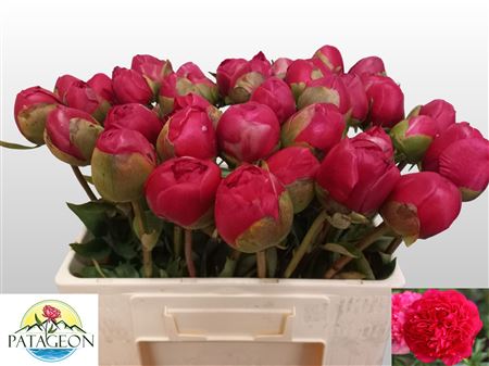 Paeo Com Performance