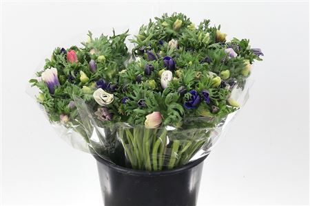 An Galilee Pastel 45cm