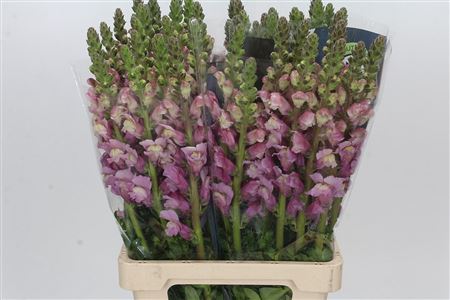 Antirrhinum Potomac Lavender