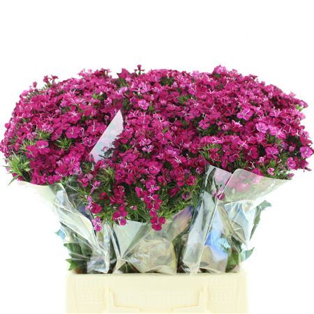 Di Barb Amazon Cherry Super