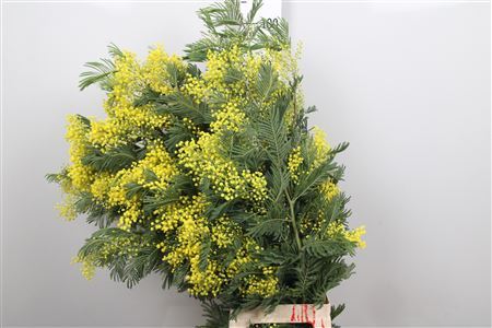 Acacia Mirandol Per Stem Xxl