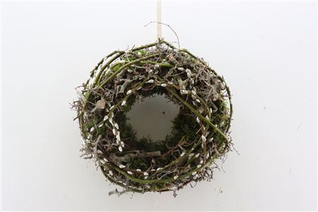 Wr Moss Bonsai Pussy Willow 30cm