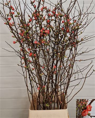 Chaenomeles Japonica