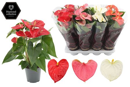 Anthurium 14 Cm 3 Color Mix In Diamond Hoes