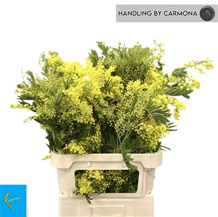 Acacia Baileya Bl Bs