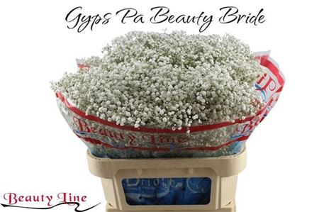 Gyps Pa Beauty Bride