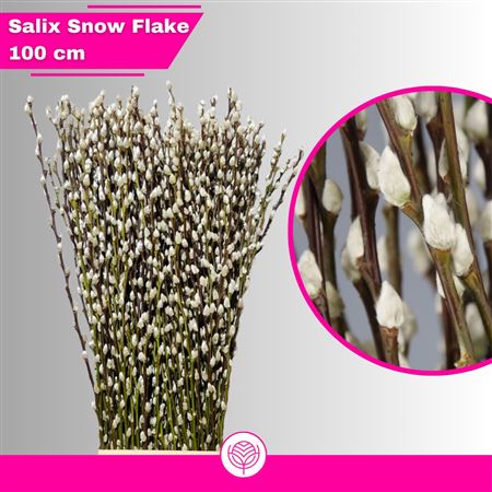 Salix Ca Snow Flake