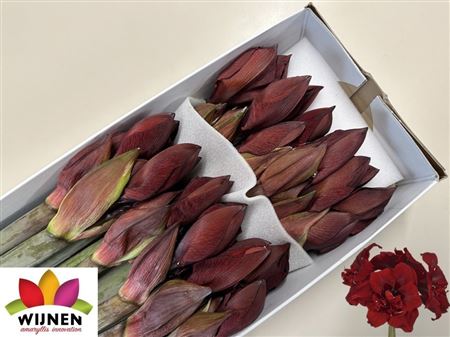 Hipp Dg Doub Royalty