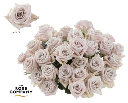 Rosa Ec Menta