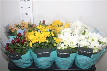 Chrys Breeze Gem P13