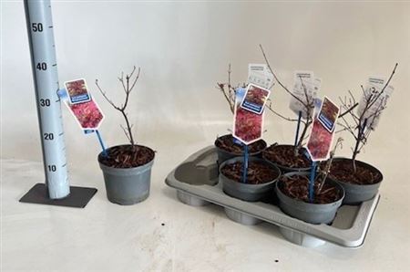 Acer Pa Atropurpureu