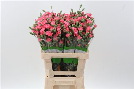 "di Solomio Execuma X20	"