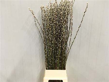 Salix Caprea 'snow Flake' (ch) Fresh!