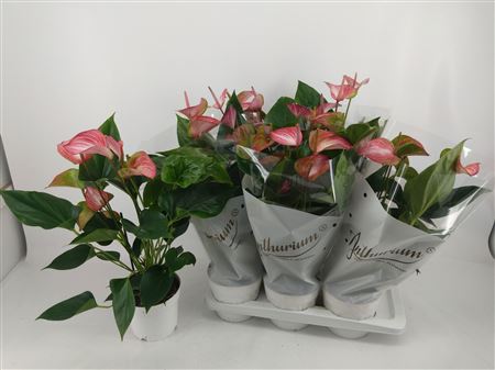 Anthu A Livium Red