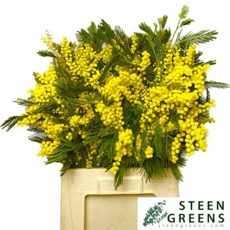 Acacia Baileya Bl Bs