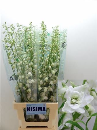 Delph Du C Wh Shades