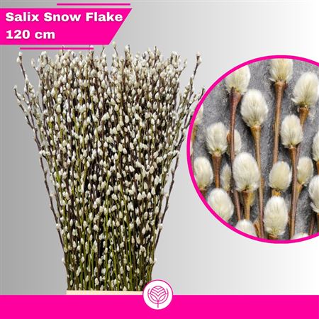 Salix Ca Snow Flake