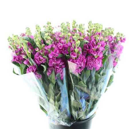 Matth Incana Iron Deep Pink Super