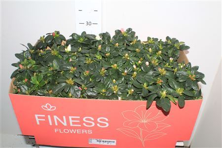 ** Rhodo Si Vogel Gem ** Promo