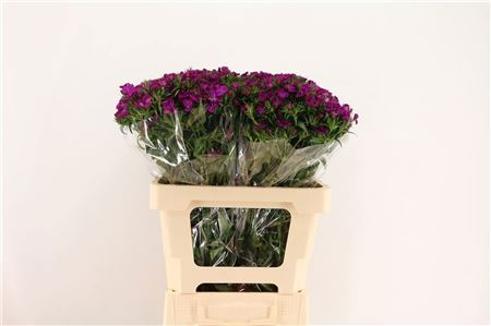 Di Barb Am Neon Purp