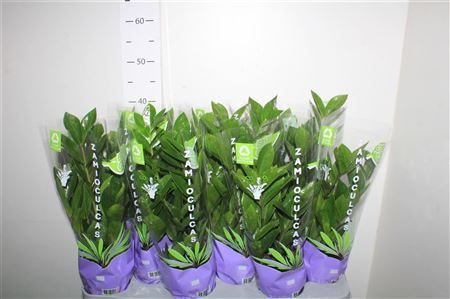 ** Zamio Zamiifolia 4+ ** Promo