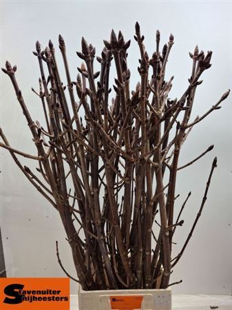 Aesculus Hippoc (kastanje) Vert