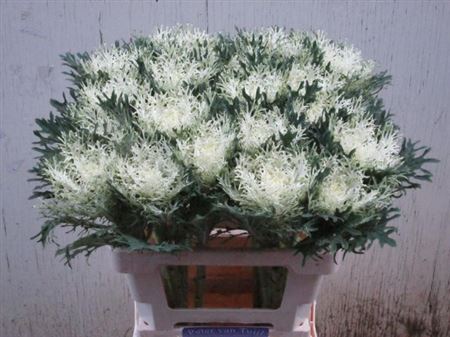 Brass Crane Fea Snow