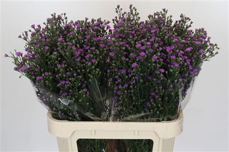 Ast Astee M Baby Pin