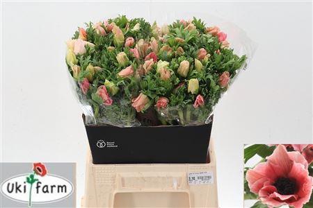 Anem Co Carmel Barbi