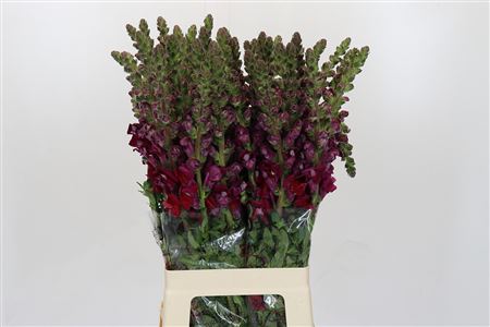 Antirrhinum Monaco Red