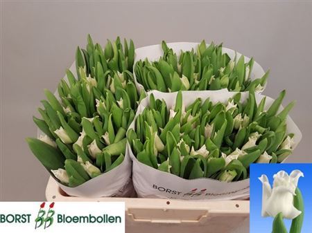 Tu Co White Libersta